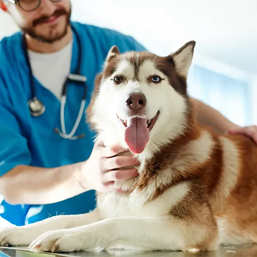 Wellness & Vaccinations
