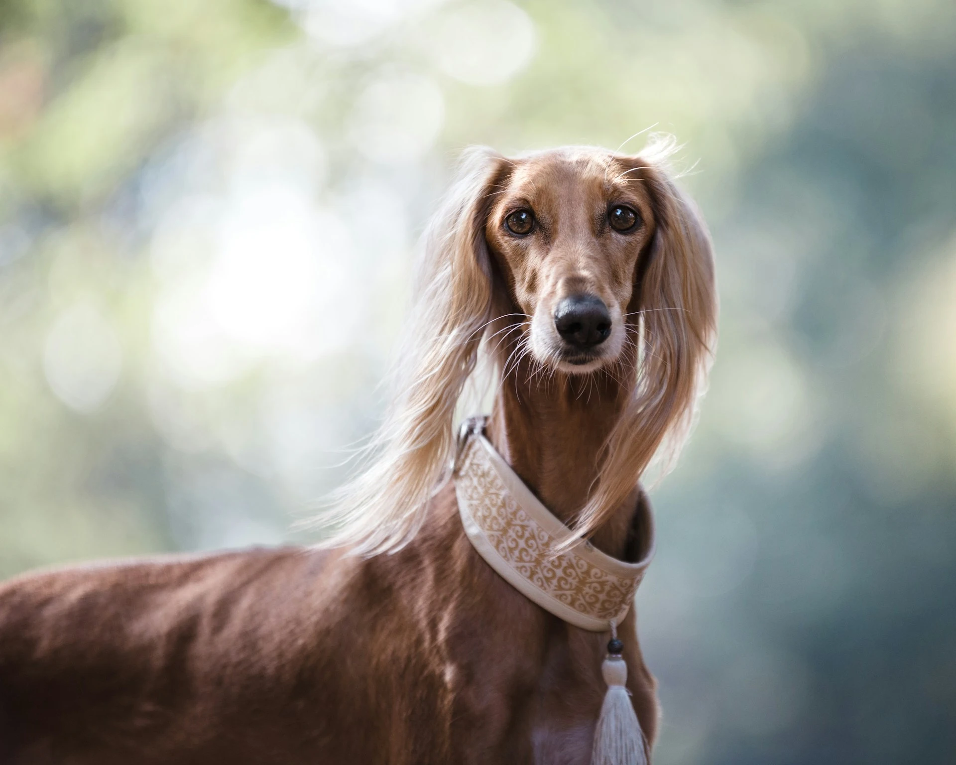 Dog with fluffy ears against a forest