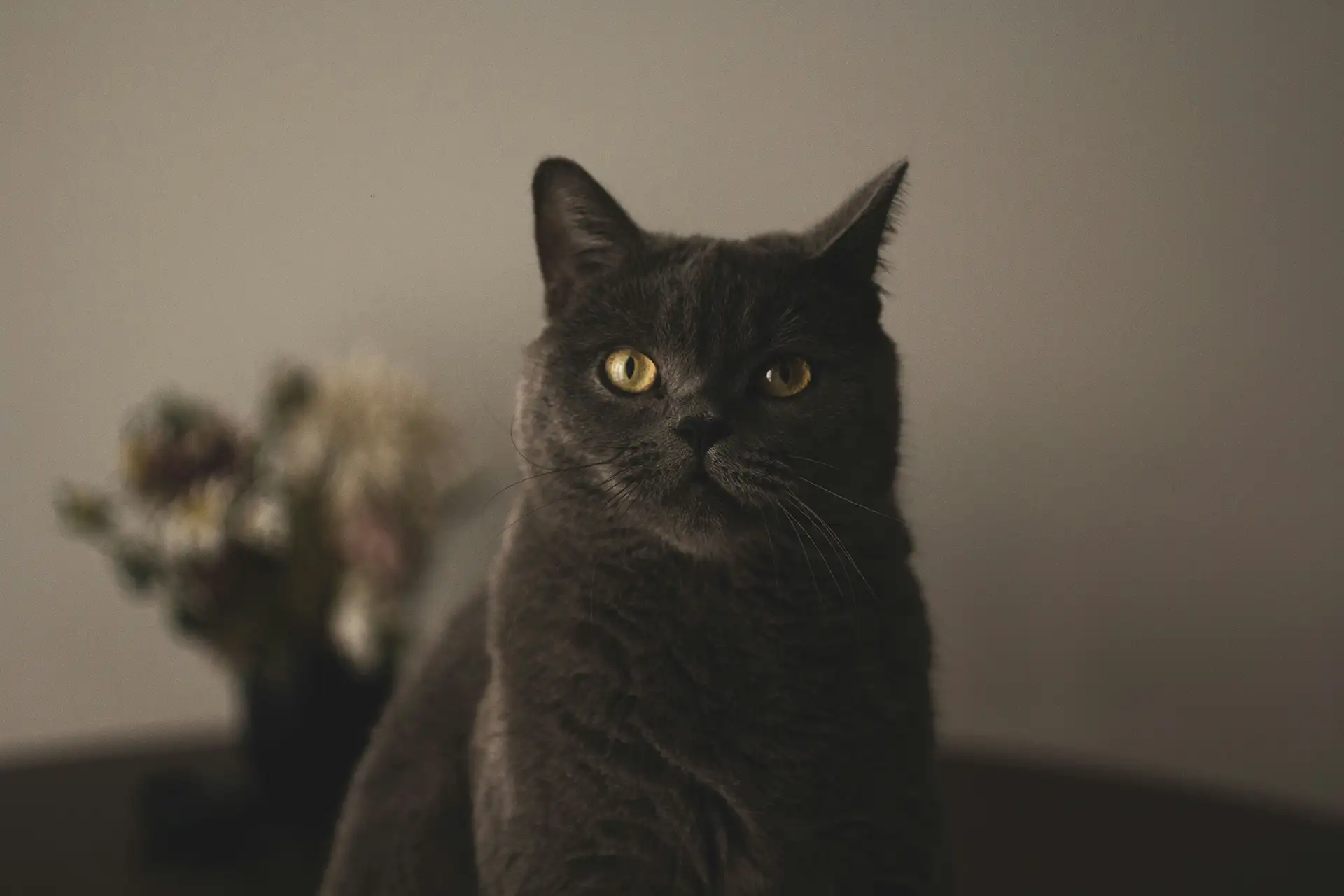 Black cat against gray wall