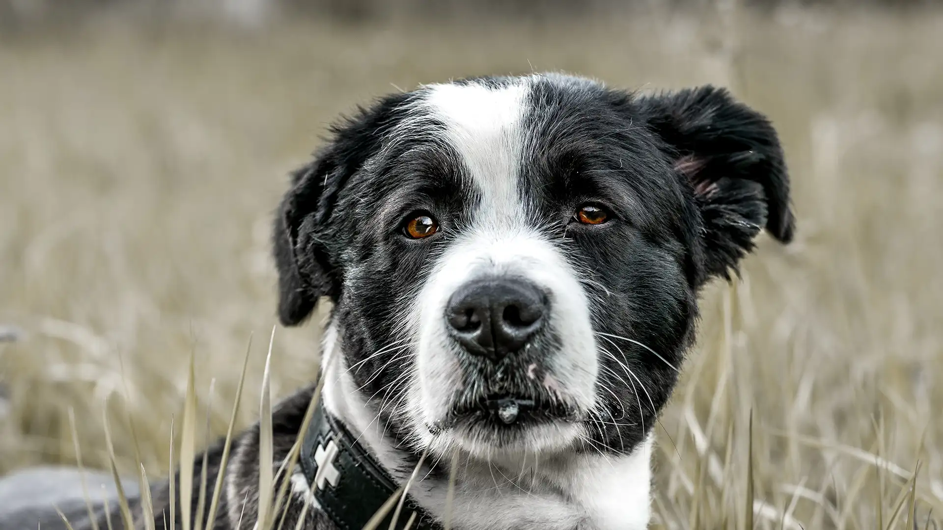 Black and while dog in field
