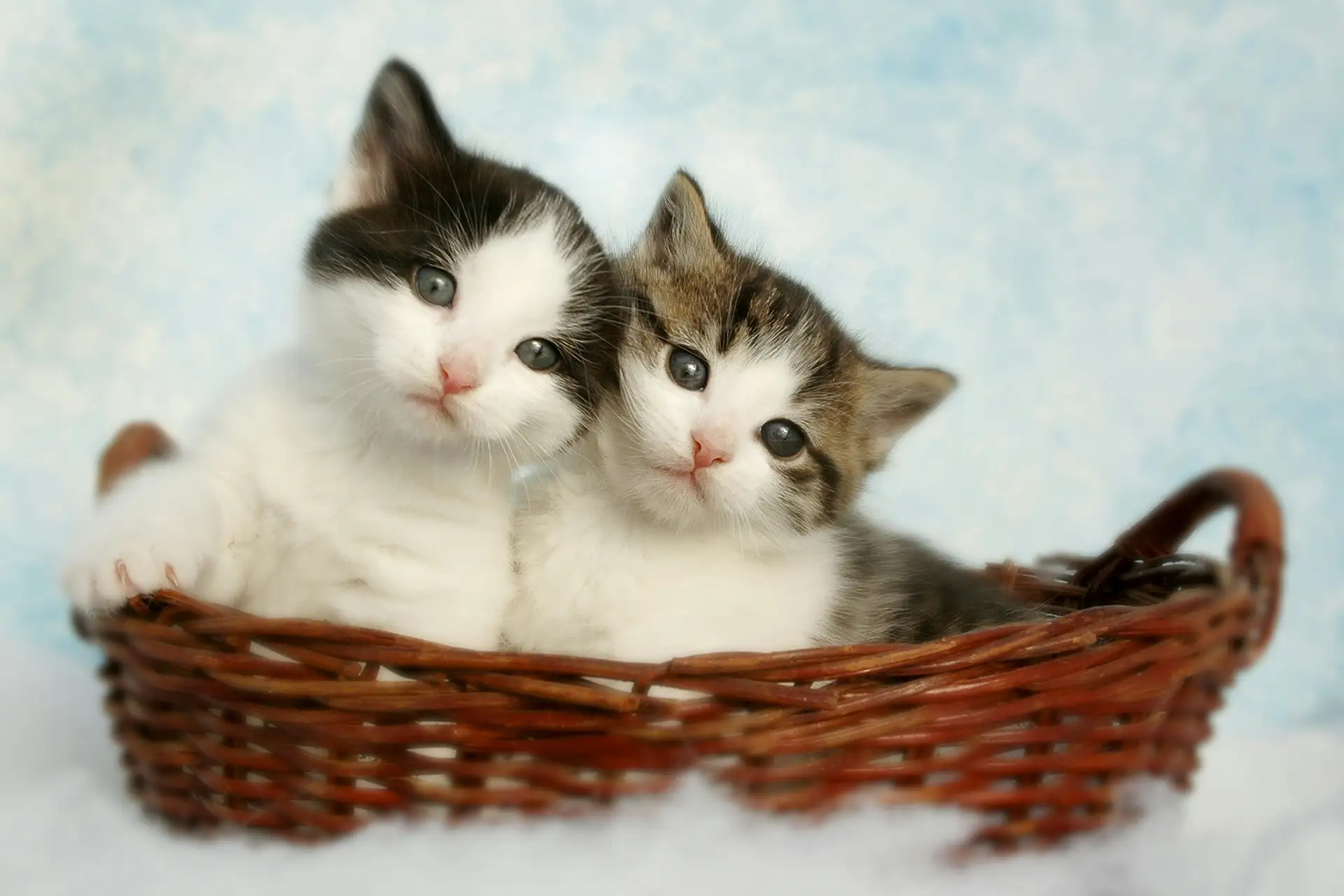 Two kittens snuggled together in a wicker basket against a soft blue background.