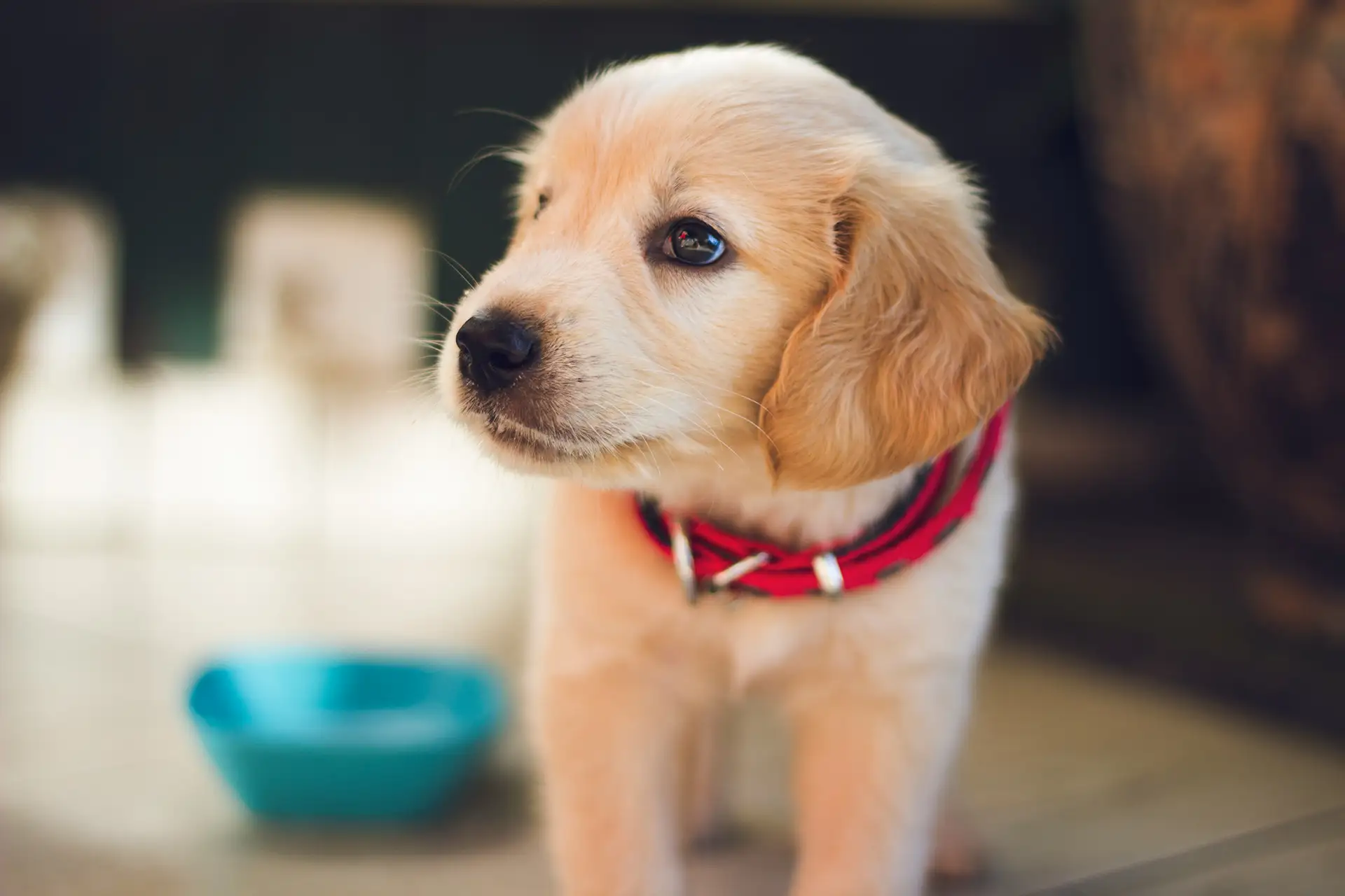 Golden retriever puppy wearing a red collar.