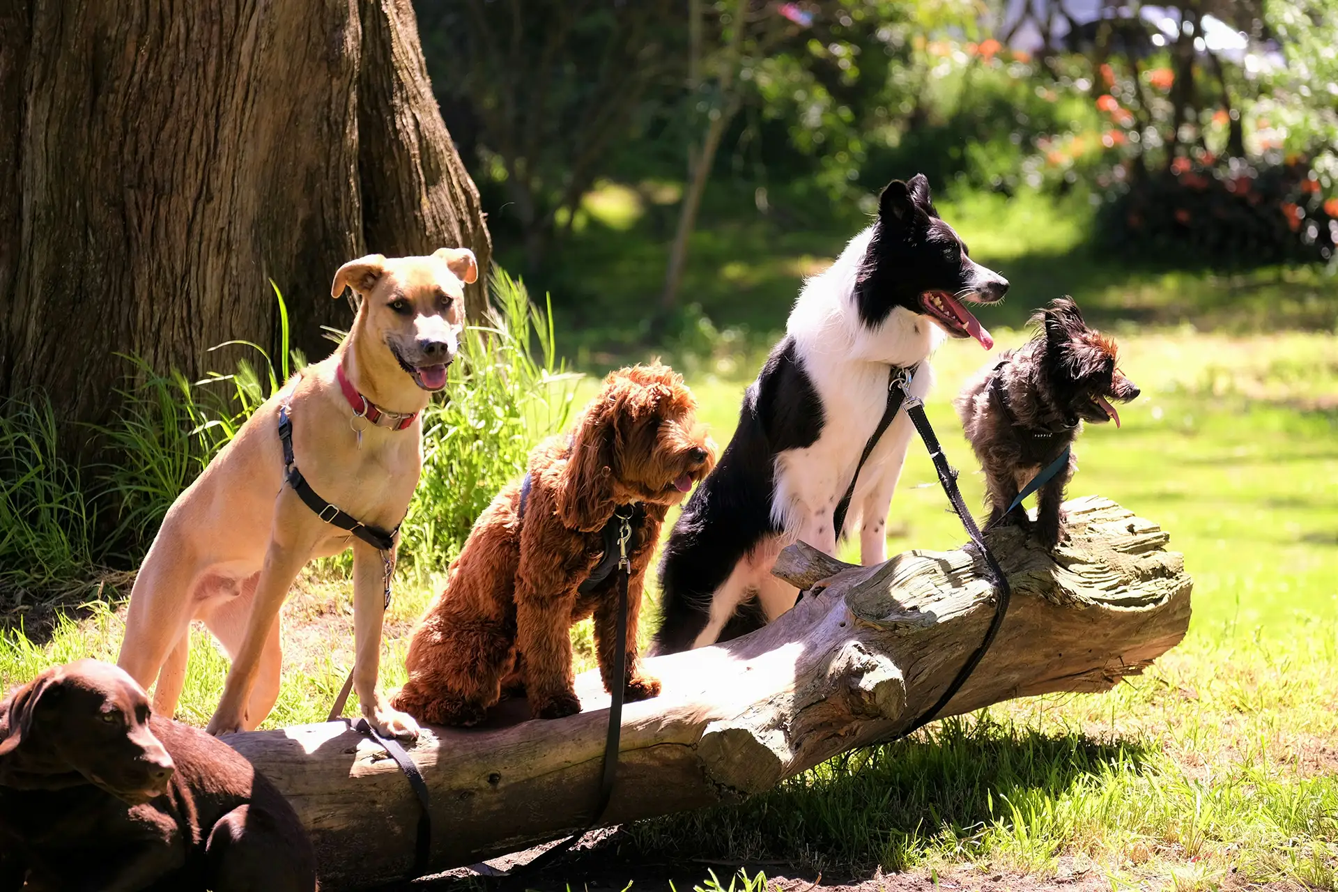 Four dogs sitting on a log.