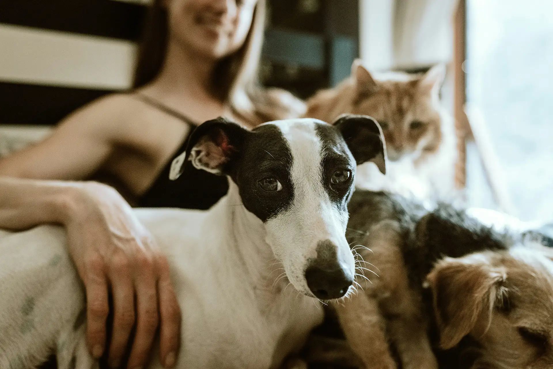 Woman sitting with two dogs and a cat.