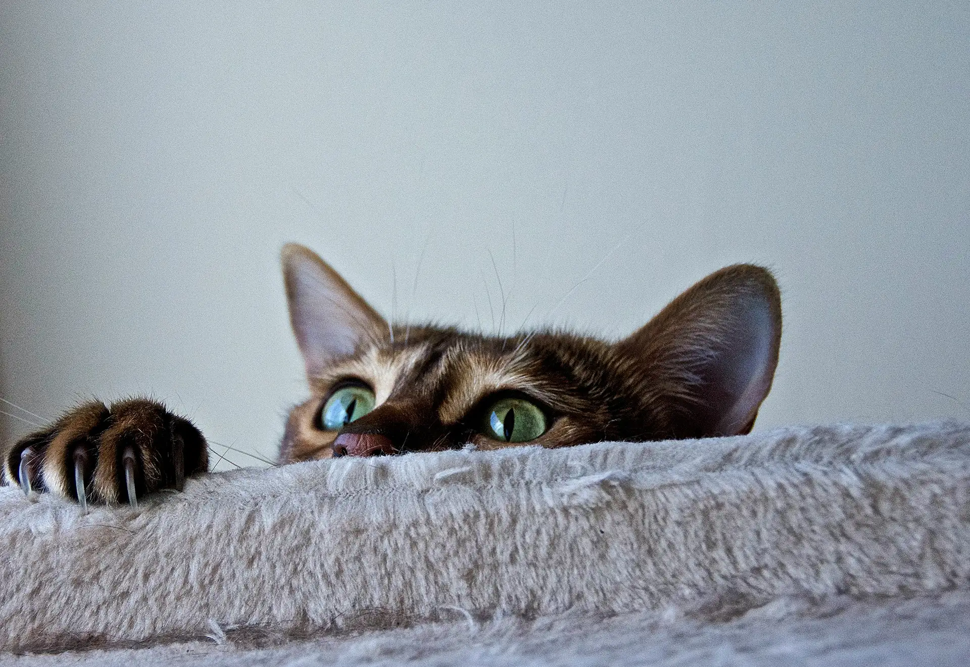 Cat peeking over a soft surface with claws out.