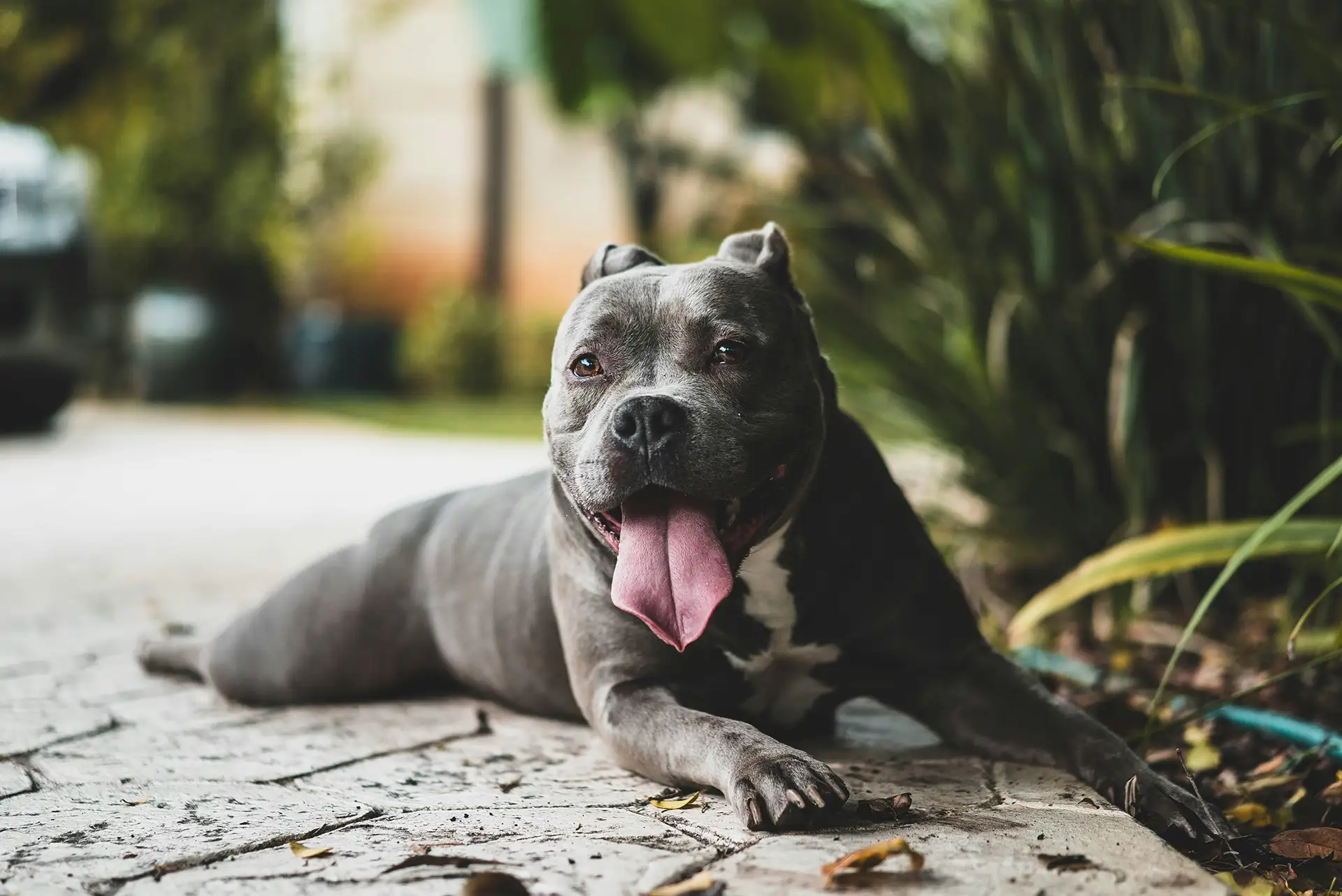 A dog laying on the ground.