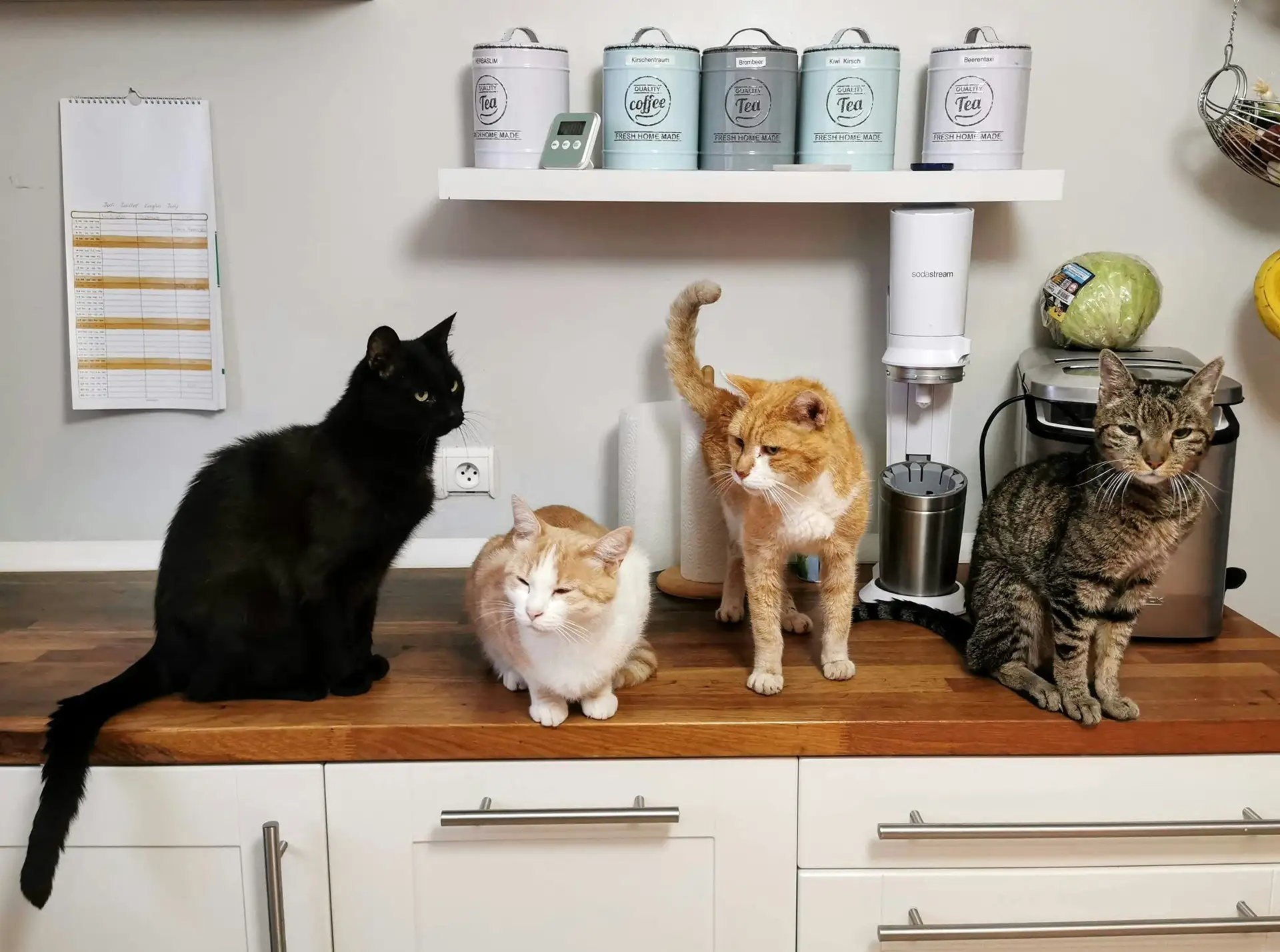 Four cats sitting on a kitchen counter.