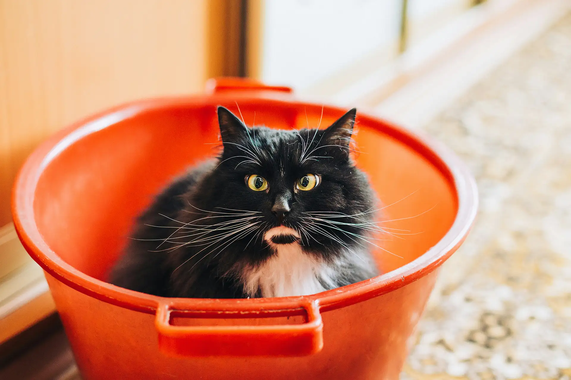 A black and white cat inside a red bucket.