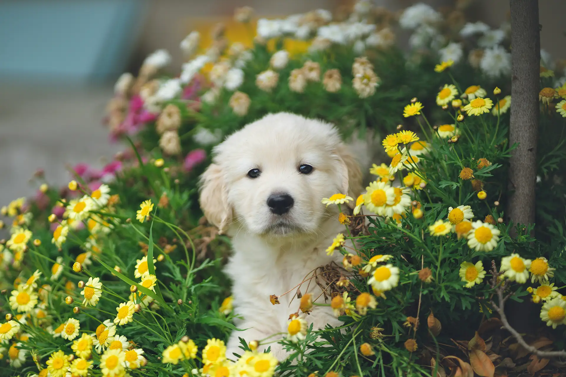 A puppy surrounded by flowers.
