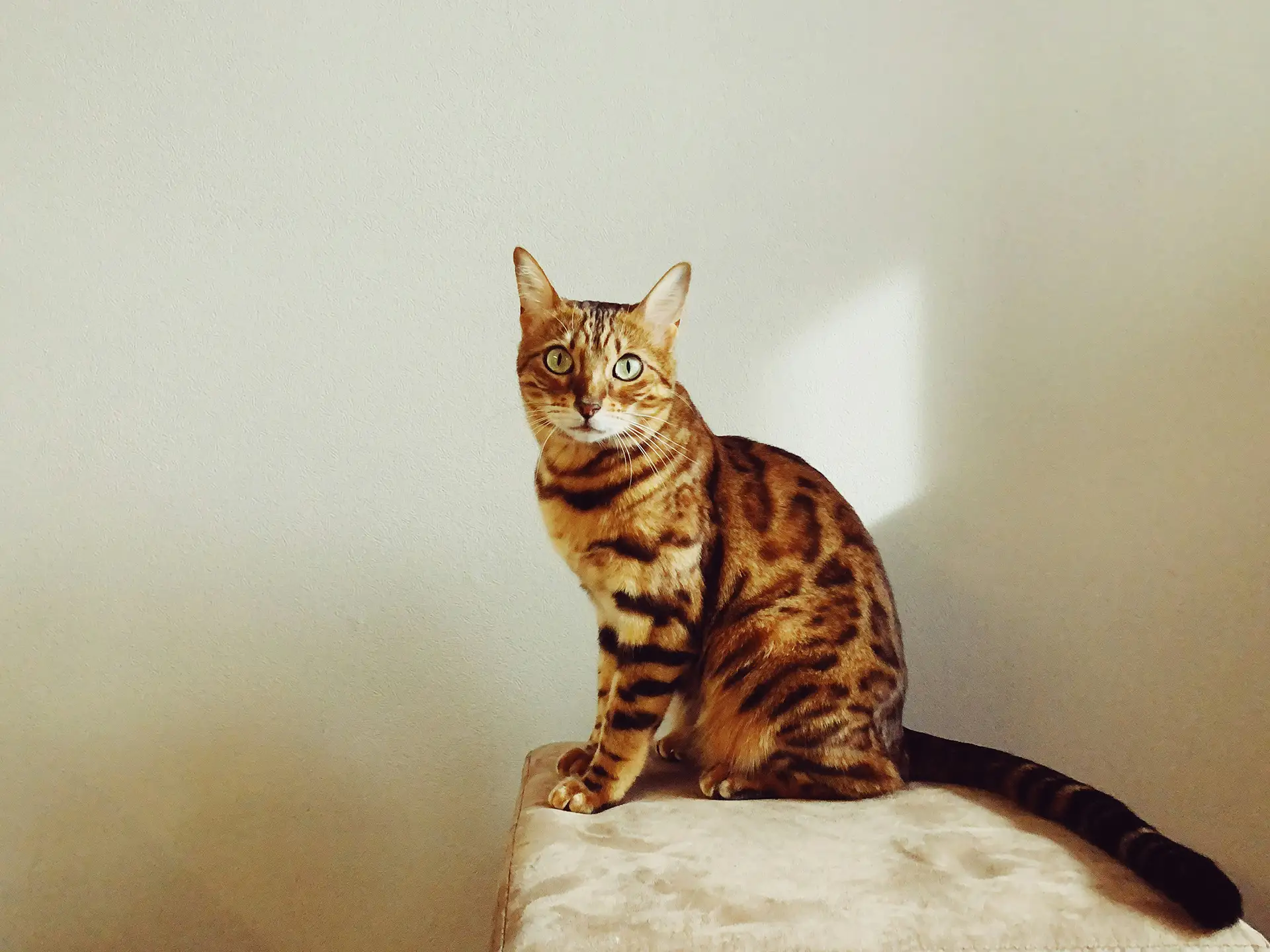 A cat sitting against a white wall.