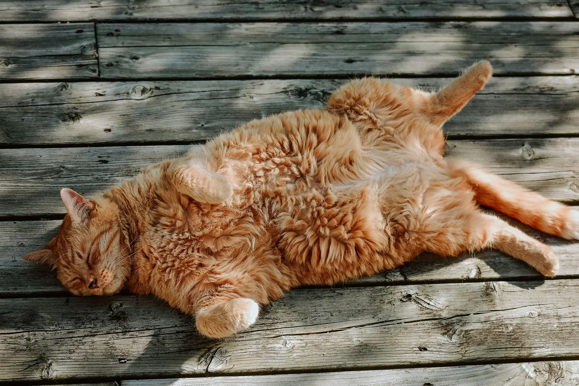 An orange cat laying on a wood floor.