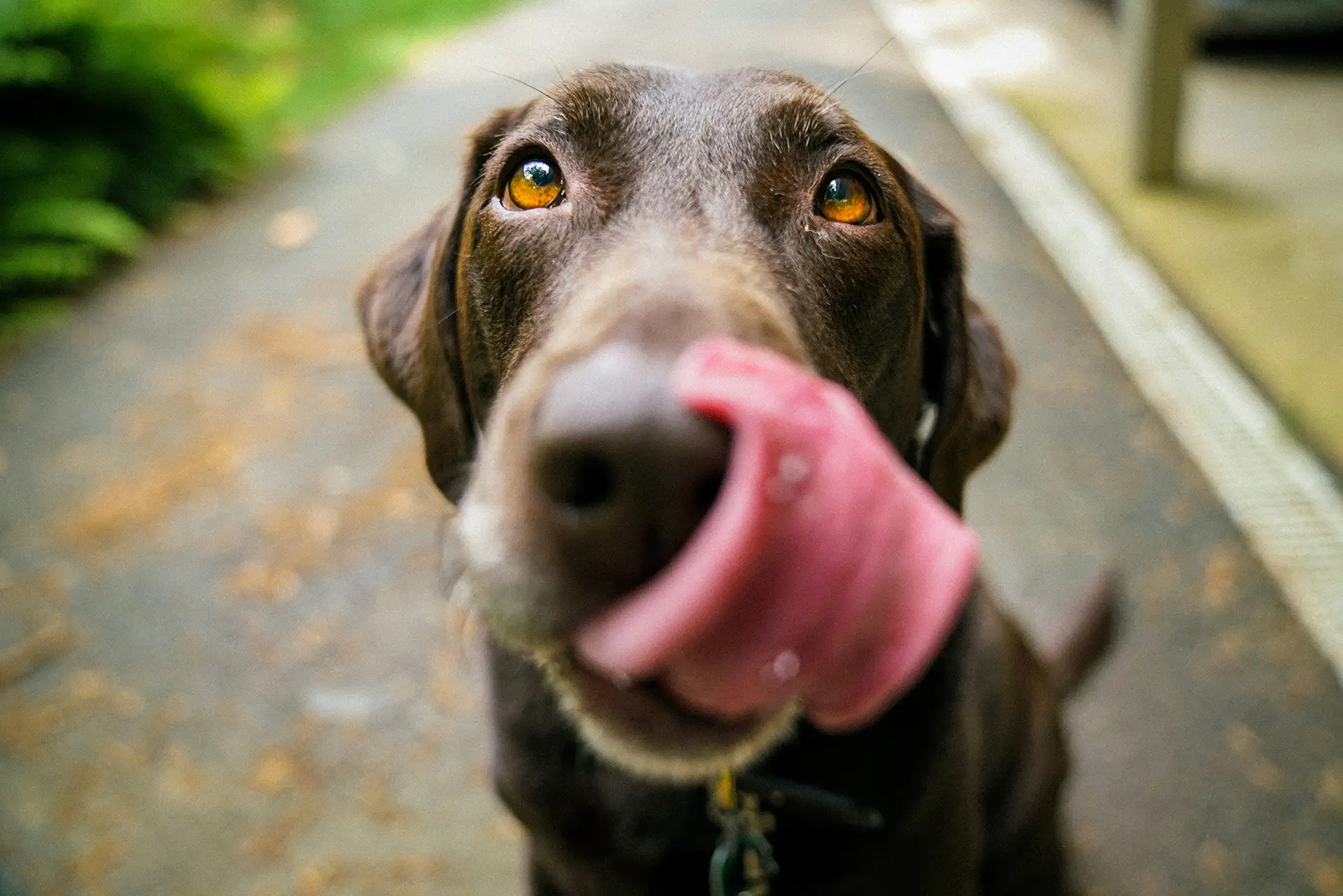 Close-up of a brown dog licking its nose with a curled tongue.