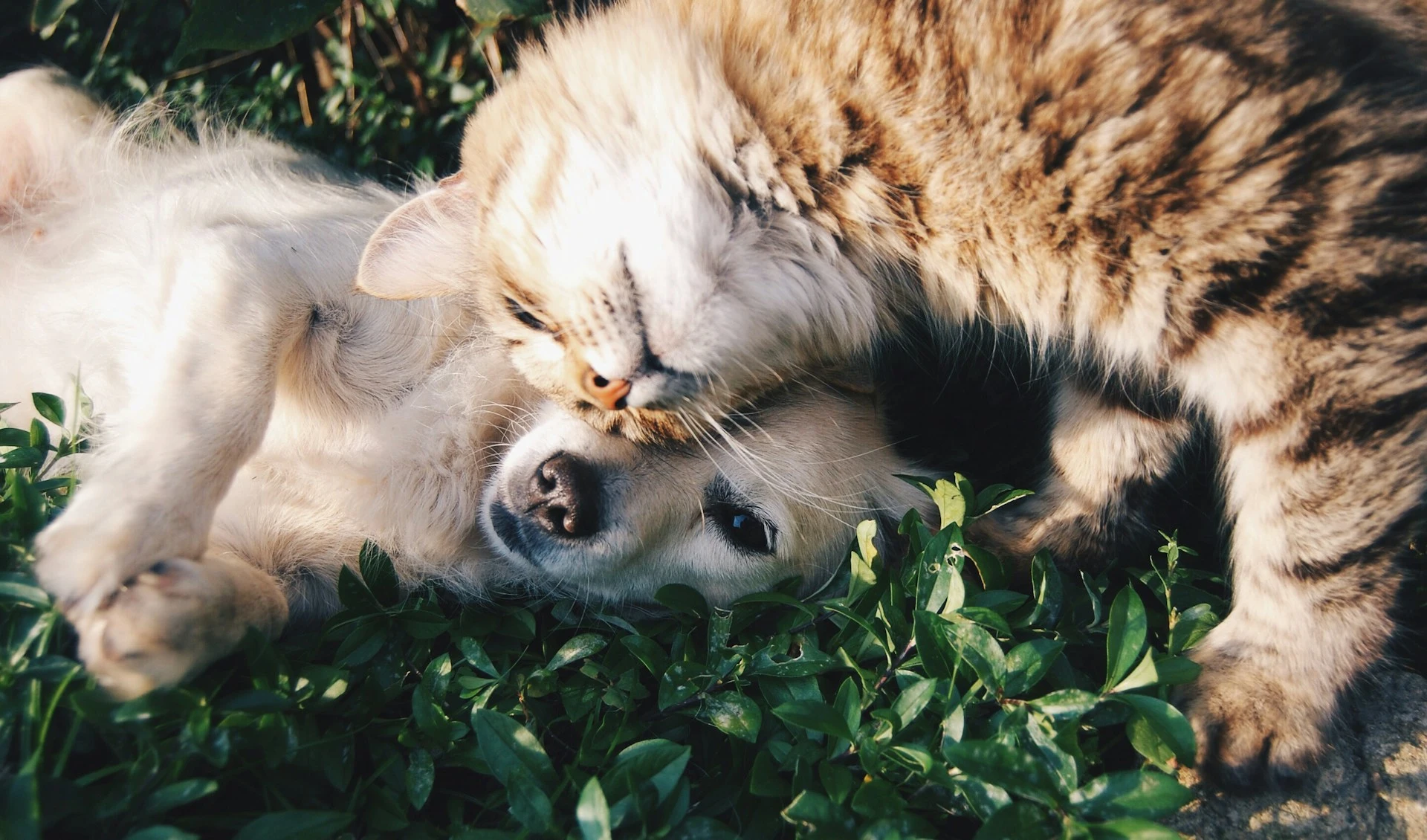 Cat rubbing its head against a dog lying on grass.