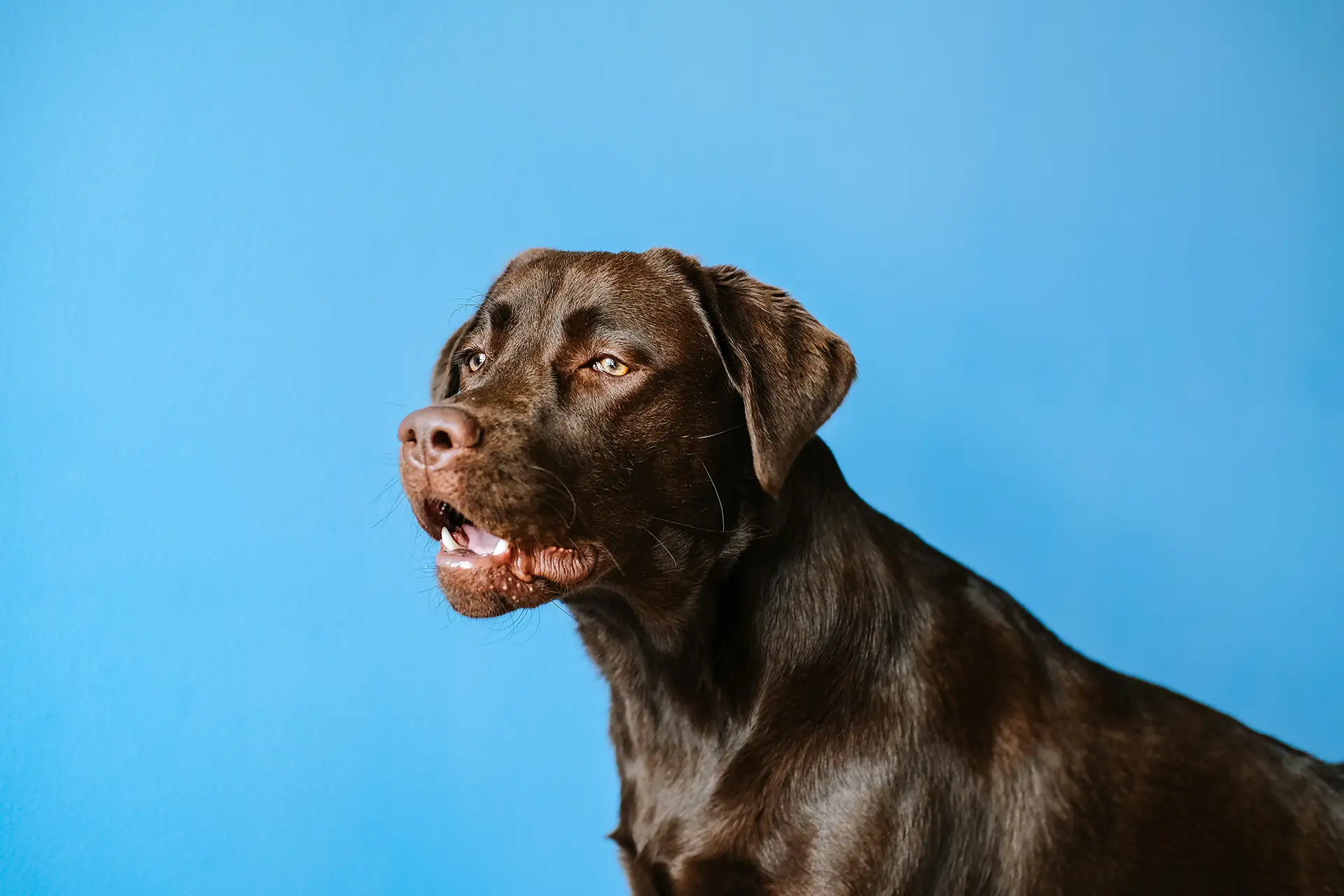 A dog against a blue wall.