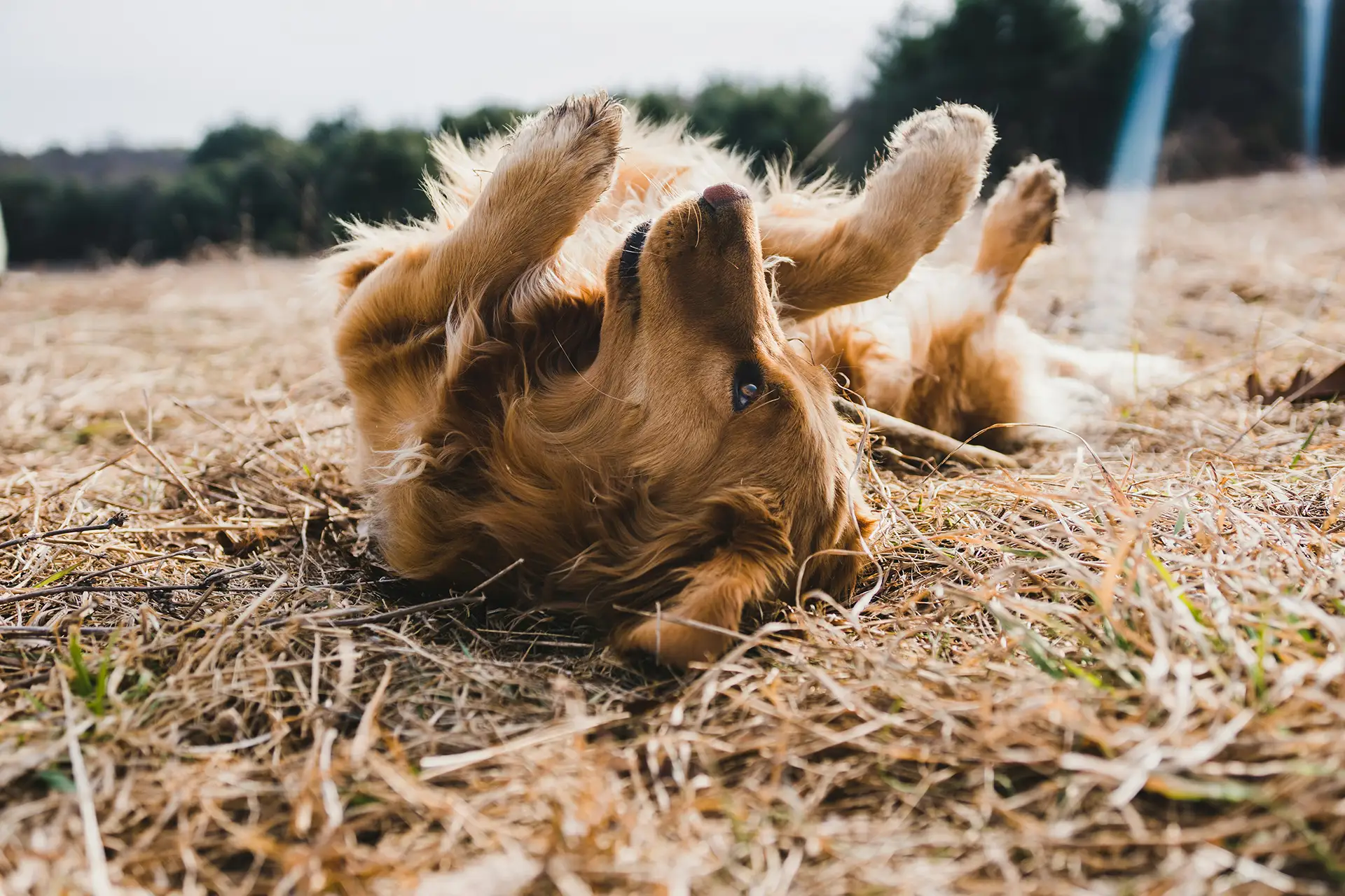 Golden retriever playfully lying on its back in a dry grassy field.