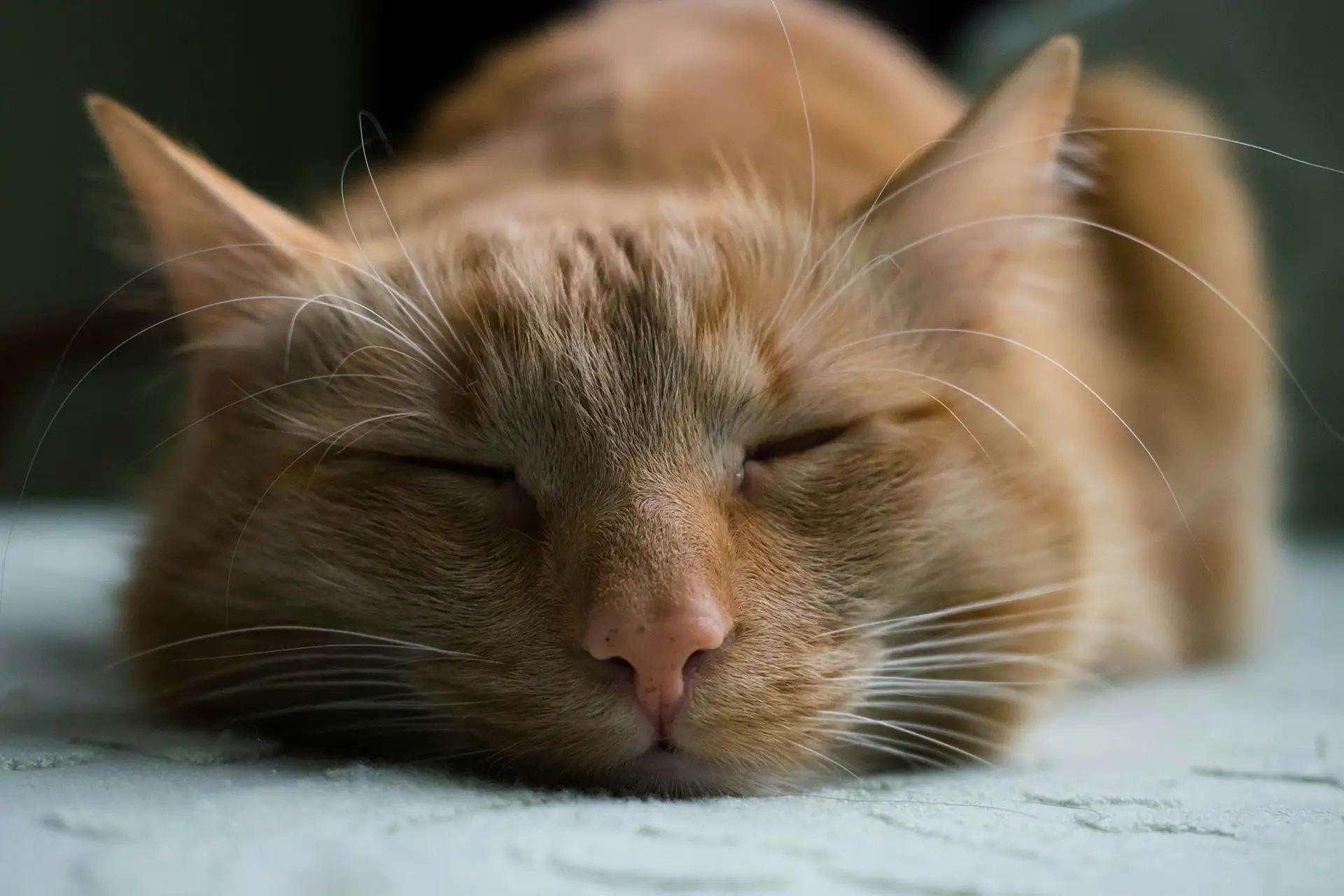 Sleeping orange cat.